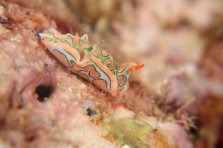 「トウモンウミコチョウ」のサムネイル画像