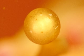 「マメタワラ」のサムネイル画像