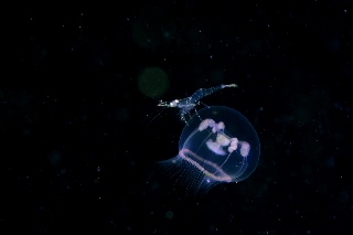 「ジェリーフィッシュライダー」のサムネイル画像