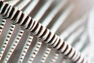 「ウミシダの仲間(sea feather)」のサムネイル画像