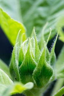 「ヒマワリ」のサムネイル画像