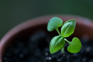 「メボウキ(バジル)」のサムネイル画像