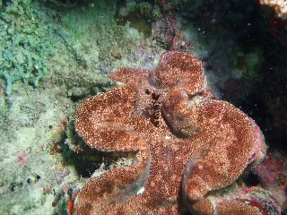 「シャコガイ」のサムネイル画像