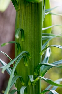 「タカサゴユリ」のサムネイル画像