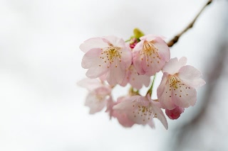 「カワヅザクラ(河津桜)」のサムネイル画像