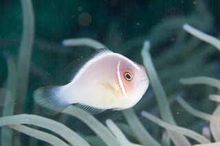 「ハナビラクマノミ(Pink Anemonefish)」のサムネイル画像