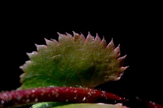 「ボケ」のサムネイル画像