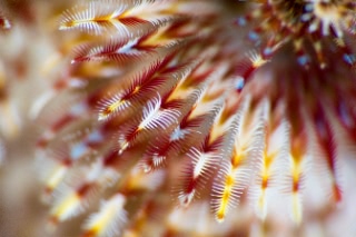 「イバラカンザシ(Christmas tree worm)」のサムネイル画像