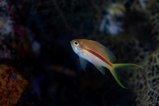 「スジハナダイ」のサムネイル画像