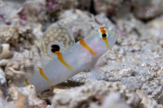 「無題」のサムネイル画像