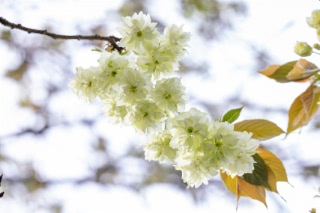 「ギョイコウ(御衣黄)」のサムネイル画像