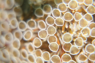 「ラッパウニ(Flower sea urchin)」のサムネイル画像