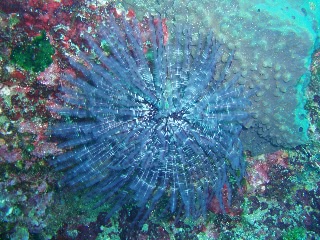 「ケヤリムシ」のサムネイル画像