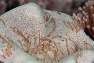 「ウミキノコ」のサムネイル画像