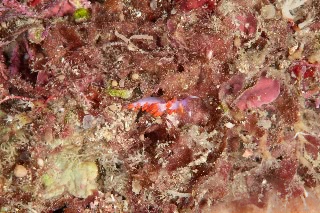 「ルージュミノウミウシ」のサムネイル画像