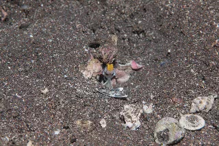 「ネジリンボウ(Yellownose shrimp goby)」のサムネイル画像