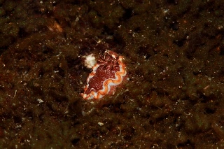 「キャラメルウミウシ」のサムネイル画像