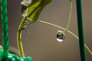 「スイートピー(カオリエンドウ,ジャコウレンリソウ,ジャコウエンドウ)」のサムネイル画像