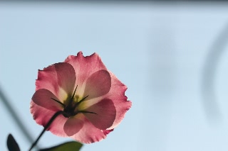 「トルコキキョウ」のサムネイル画像