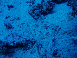 「モンダルマガレイ」のサムネイル画像