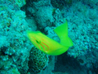 「ヤマブキベラ」のサムネイル画像