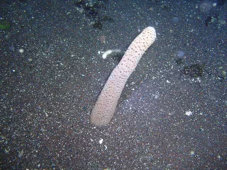 「ウミサボテン」のサムネイル画像