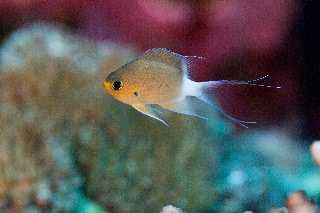 「マルスズメダイ」のサムネイル画像