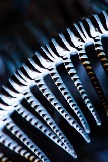 「ウミシダの仲間(sea feather)」のサムネイル画像