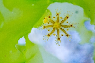 「ヒガサクラゲ」のサムネイル画像