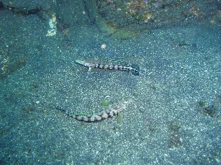 「縄張り争い」のサムネイル画像