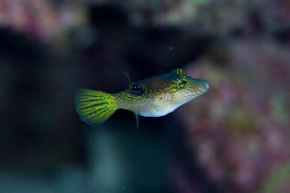 「モンキキンチャクフグ」のサムネイル画像