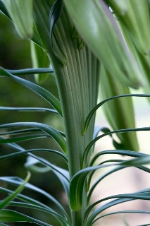 「タカサゴユリ」のサムネイル画像