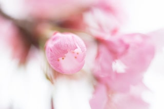 「ヨウコウザクラ(陽光桜)」のサムネイル画像