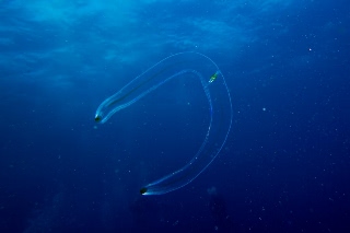 「オビクラゲ」のサムネイル画像