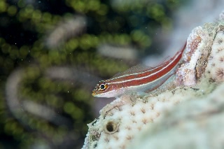 「無題」のサムネイル画像