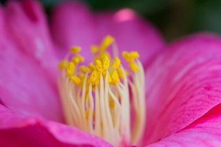 「ツバキ」のサムネイル画像