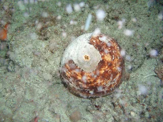 「オオクリイロナマコ」のサムネイル画像