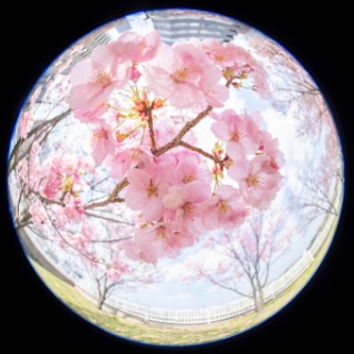 「ヨコハマヒザクラ(横浜緋桜)」のサムネイル画像