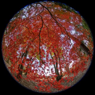 「無題」のサムネイル画像