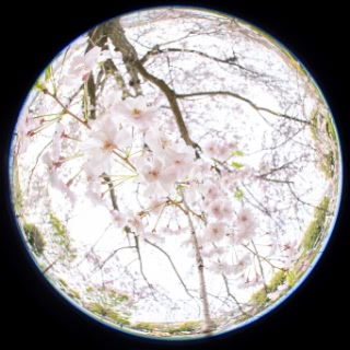 「ヤエシダレザクラ(八重しだれ桜)」のサムネイル画像