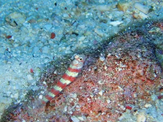 「クビアカハゼ」のサムネイル画像