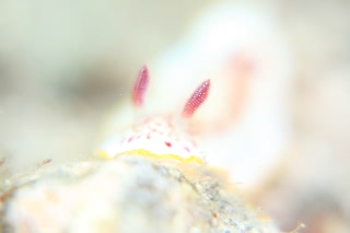 「サラサウミウシ」のサムネイル画像