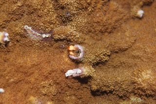 「カンザシヤドカリ(Coral Hermit Crab)」のサムネイル画像