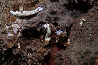 「ヒュプセロドーリス・ゼフィラ」のサムネイル画像