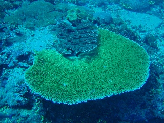 「テーブルサンゴ」のサムネイル画像