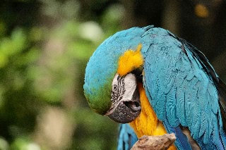 「ルリコンゴウインコ」のサムネイル画像