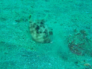 「カワハギ」のサムネイル画像