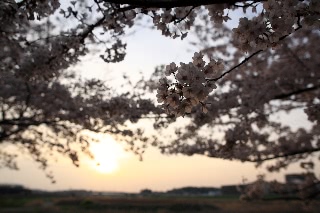 「ソメイヨシノ(染井吉野)」のサムネイル画像