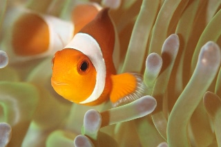 「カクレクマノミ(Western Clown Anemonefish)」のサムネイル画像
