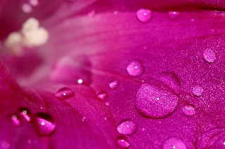 「桔梗咲き朝顔」のサムネイル画像